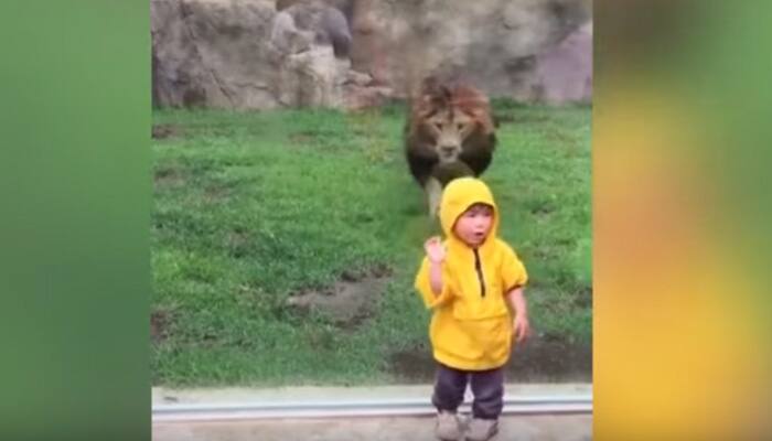 UNBELIEVABLE visuals! Huge lion attacks 2-year-old boy - You won&#039;t believe what happened next | WATCH