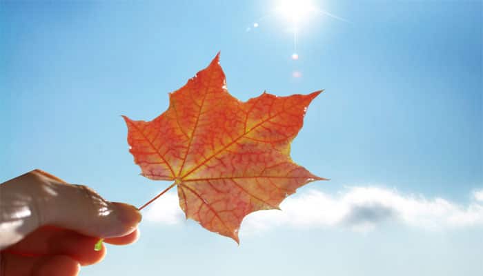 Artificial leaf, the new energy of future that may power your car!