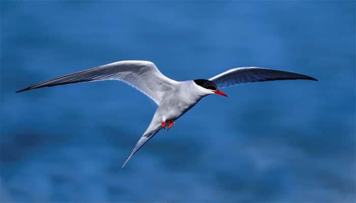 Record-breaking! Arctic Tern makes longest annual migration, covers 59,650 miles