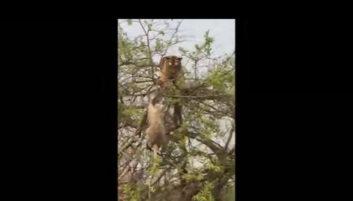 Monkey vs Tiger at Jim Corbett National Park: How big cat was fooled on top of a tree – Watch video