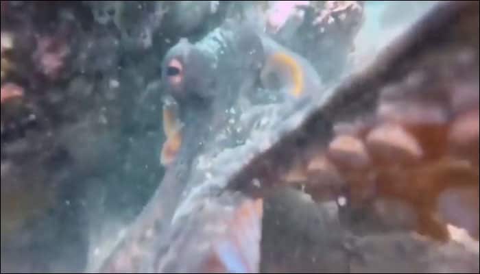Watch video: This Octopus turned out to be a selfie addict!