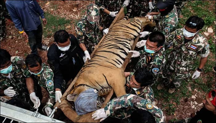 Tiger meat slaughterhouse discovered near Tiger Temple in Thailand during raid!
