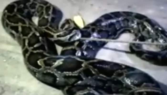Incredible! 20-foot python rescued after trying to swallow goat - Watch video