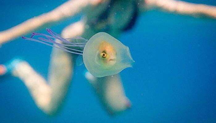 A fish swimming inside a jellyfish’s belly!