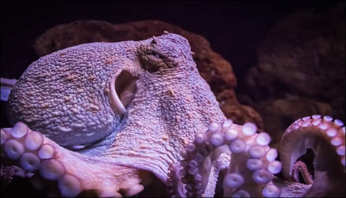 Bizarre: Study compares Octopuses with aliens for weird DNA!