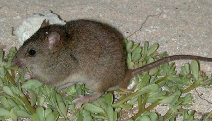 Bramble Cay melomys becomes first victim of human-induced climate change; goes extinct!
