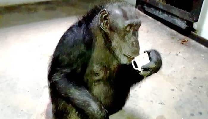 Meet Suzy: Chimpanzee, which once belonged to Sahara chairman, lives a life of luxury at Hyderabad zoo