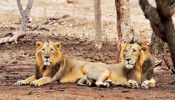 18 lions &#039;taken into custody&#039; in Gujarat for murder of three persons