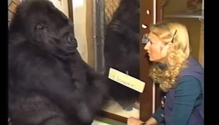 Must watch – Koko, the gorilla who talks to humans!