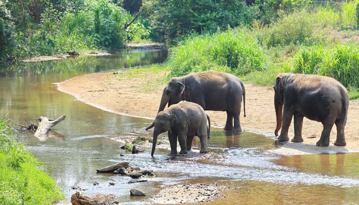 Get closer to the wild side of nature at Tamil Nadu’s Elephant Valley