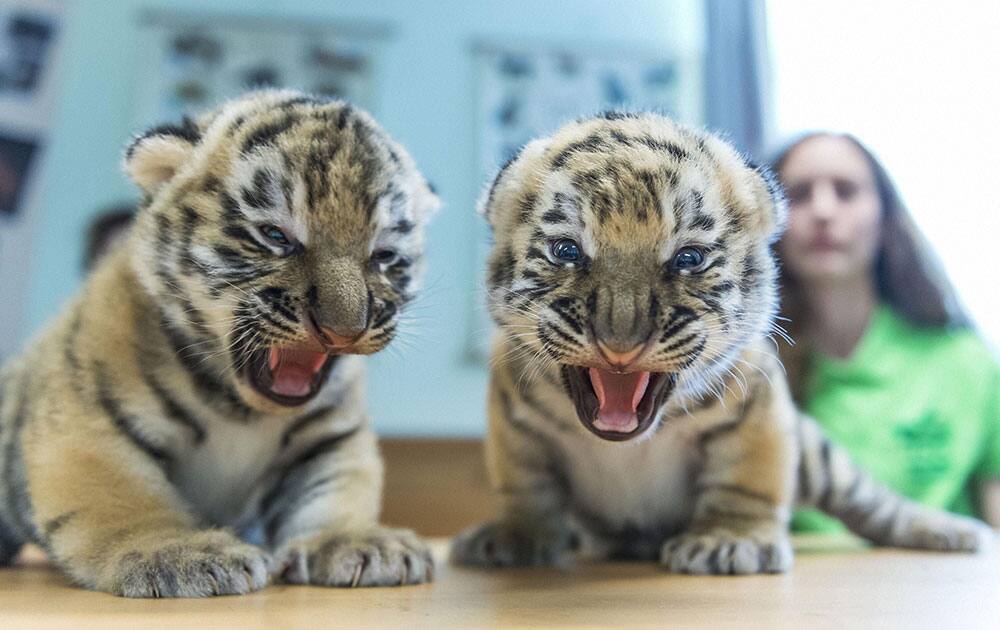 Two Siberian tiger in Veszprem Zoo