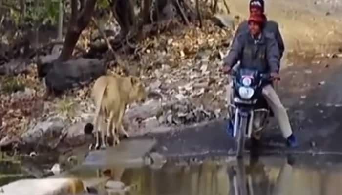 Unbelievable! What happened when a lioness came face-to-face with two men on a bike?