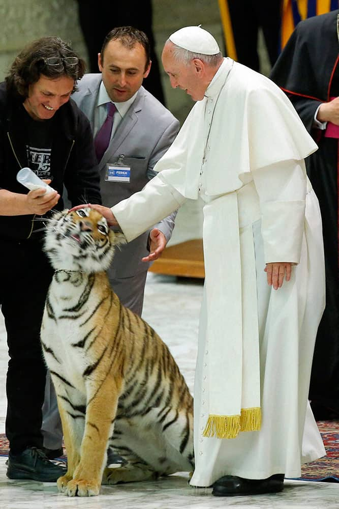 Pope Francis caresses a tiger