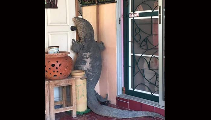 A &#039;monster&#039; lizard knocked at the door of this Thai man&#039;s house – Watch to know what happened next