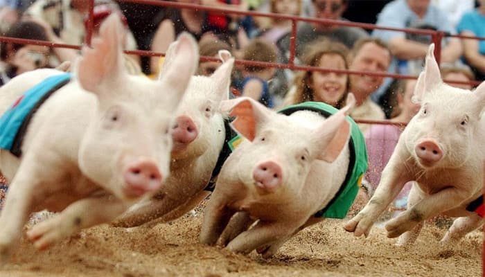 Believe it or not, now pigs to predict Britain&#039;s EU referendum vote