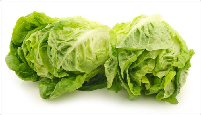 Rich in minerals, vitamins and fiber, the crispy, green or crimson-red leaves of lettuce contains incredible sources of essential nutrients that are beneficial to our health.

 
