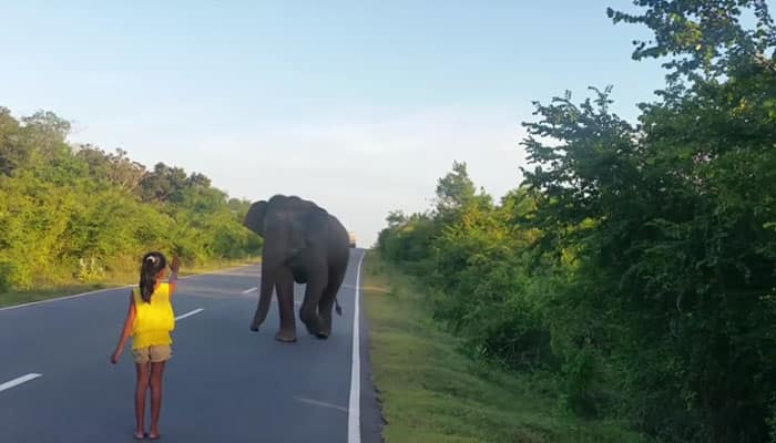 Incredible! Little girl scares wild tusker, forces it back to jungle – Watch
