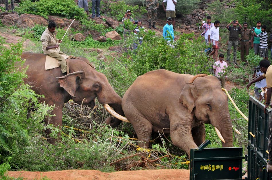A rogue elephant being captured by the forest officials