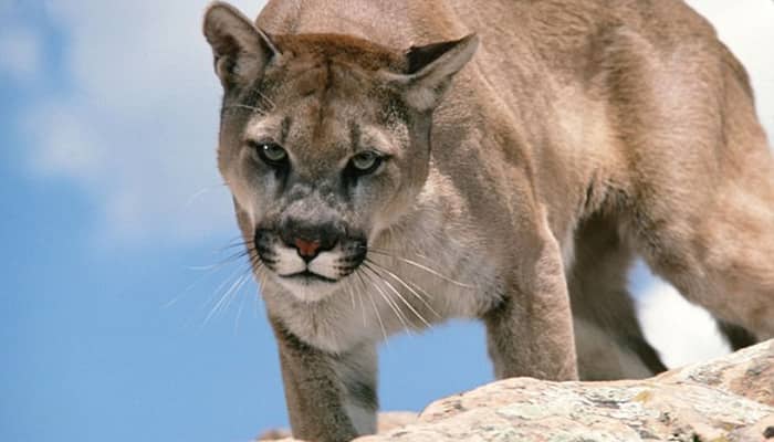 Colorado mother wrestles with mountain lion after it attacks 5-year-old son 