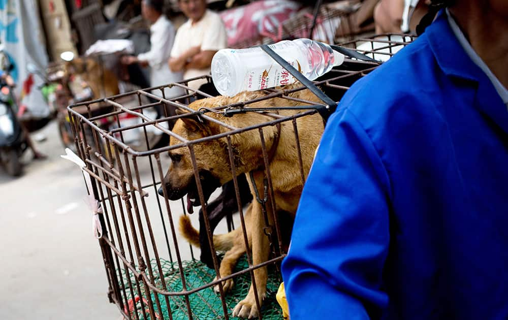 A vendor with a load dogs arrives at a market