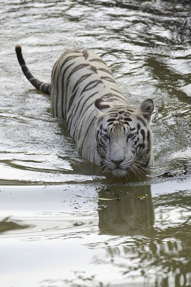 Nandankanan Zoo