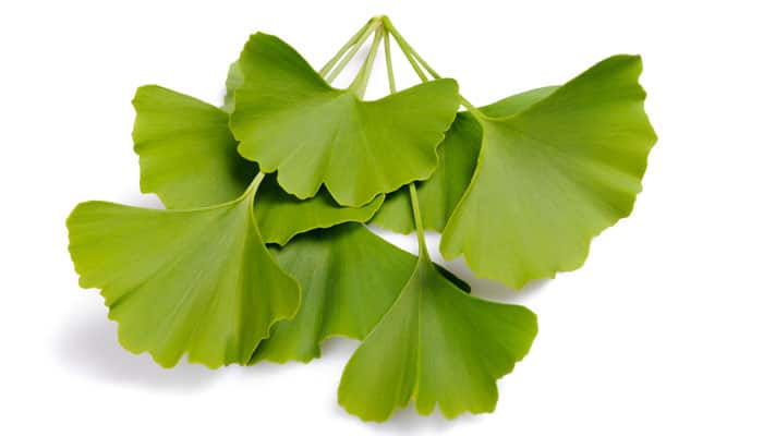 Ginkgo biloba