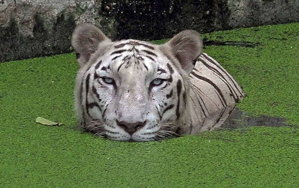 A white tiger takes bath in a pond in Kolkata Zoo