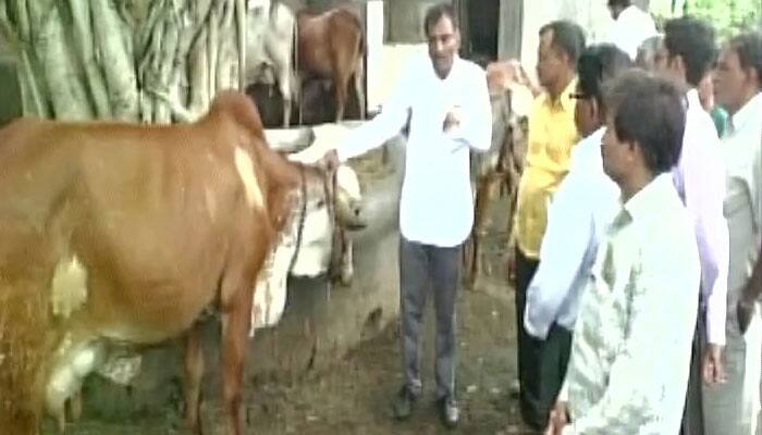 Unbelievable! Gujarat researchers find traces of gold in urine of Gir cows