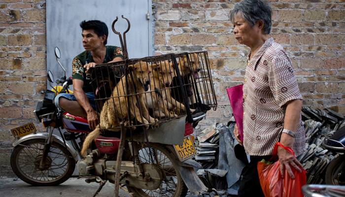 22 sentenced in China for selling tainted dog meat