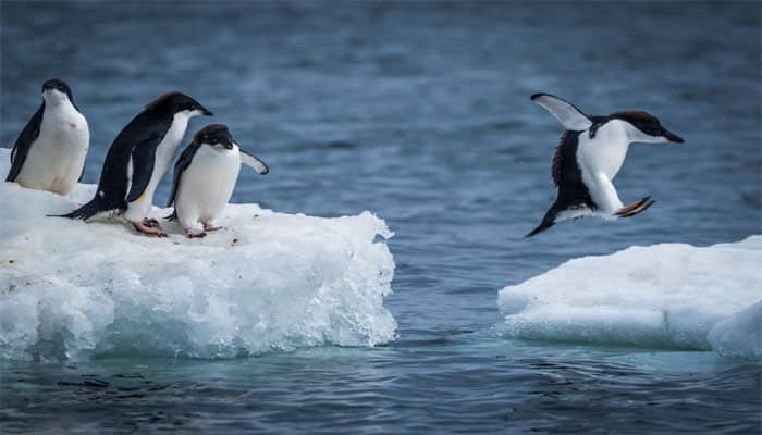 Climate change alert! Warm Antarctica spells bad news for penguin colonies