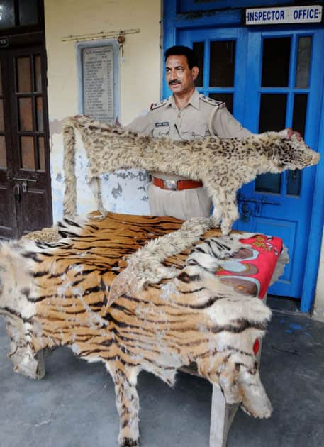 Inspector Ashok Joshi shows skins of a Leopard and a Tiger recovered from Amritsar.
