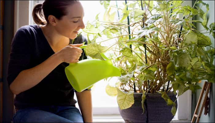 Listen to what your plants are &#039;saying&#039; through this device! - Watch video