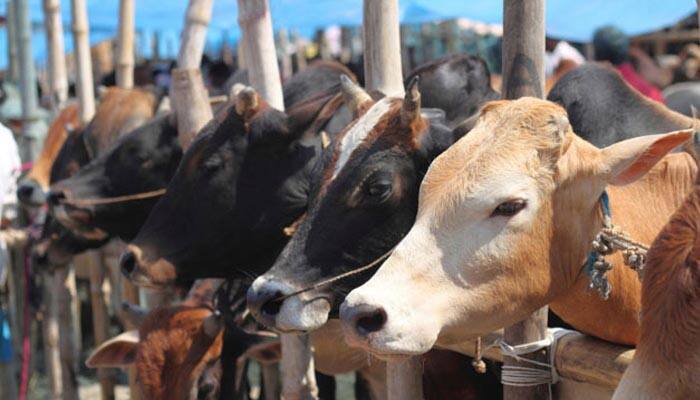 &#039;Gau Raksha Dal&#039; volunteers force beef transporters to eat dung, booked for outraging religious feelings
