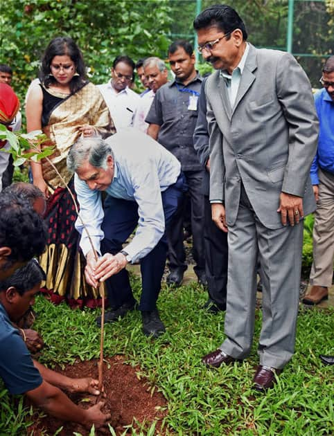 peacock habitat restoration project in Mumbai