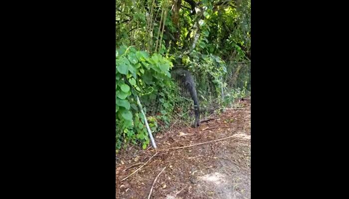 Alligator effortlessly scales fence at Florida country club – Watch!