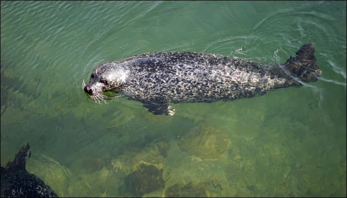 Watch video: Seal swims up to a man – This is what happened next!