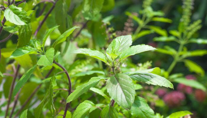 Basil leaves (Tulsi)