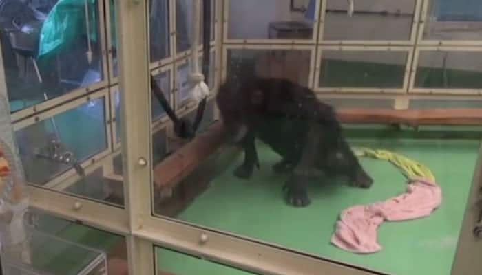 Watch video- Paralysed chimpanzee walks again with the help of a touch-screen