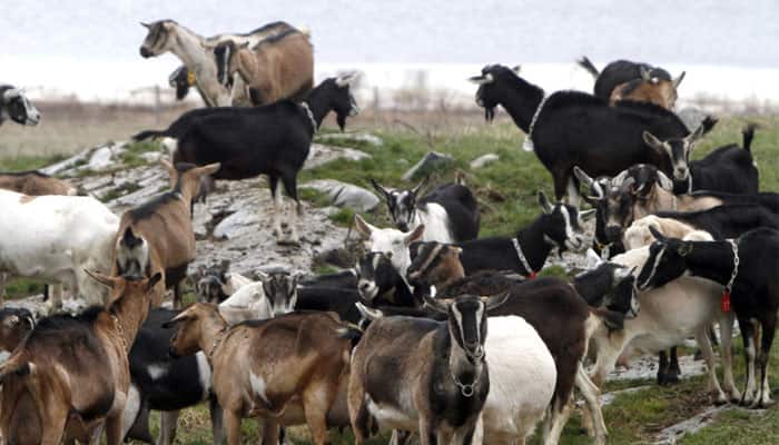 Like dogs, even goats can communicate with humans: Study