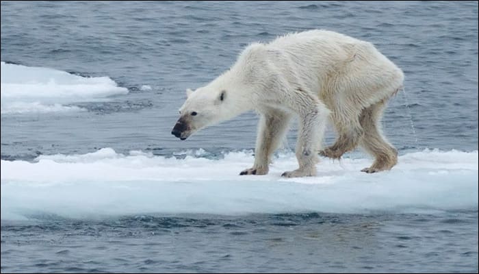 This is what climate change is doing – Skeletal image of polar bear goes viral! - See pic