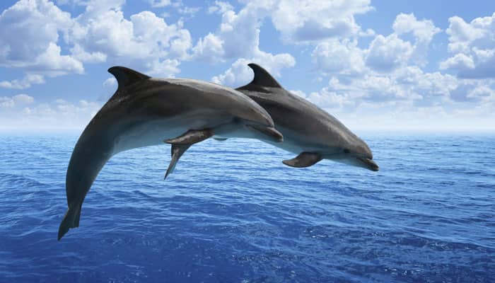 IWC demands action on rare New Zealand dolphin
