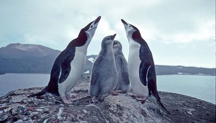 Erupting volcano in South Atlantic region threatens world’s largest penguin colonies