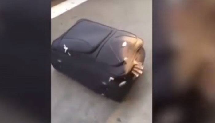 Watch: What happened when a hand poked out of a suitcase at Swiss rail station