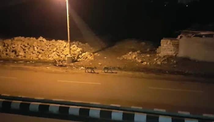 Watch: Eight lions take a stroll in Junagadh town at night