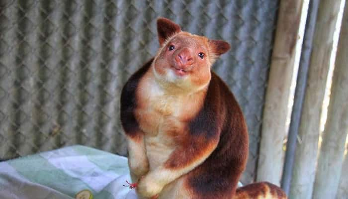 Makaia - Singapore&#039;s new orphan tree kangaroo from Australia in good health! (Watch video)