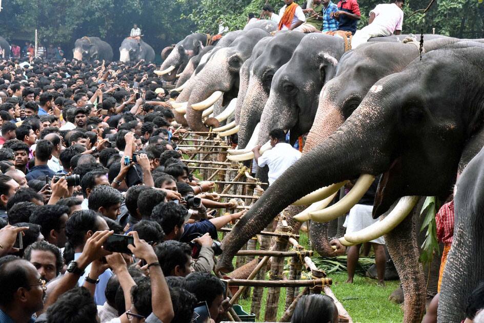 People feeding elephants in Thirssur