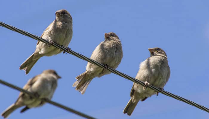 City birds angrier, more aggressive than rural birds