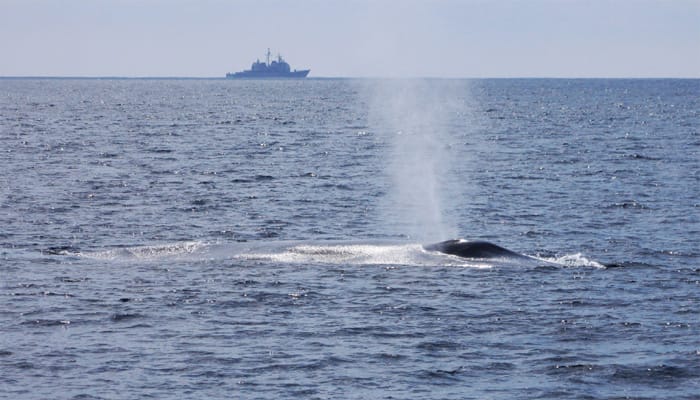 Court rules in favor of marine life, bans US Navy from using sonar