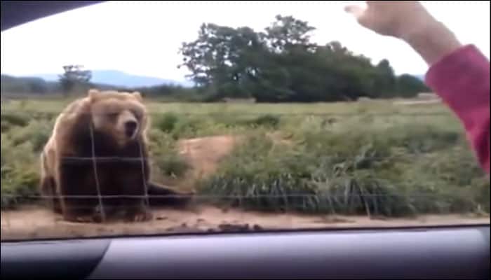 Watch video: Friendly bear responds to lady waving at him!