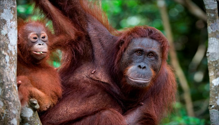 Australian researchers to develop video games for orangutans